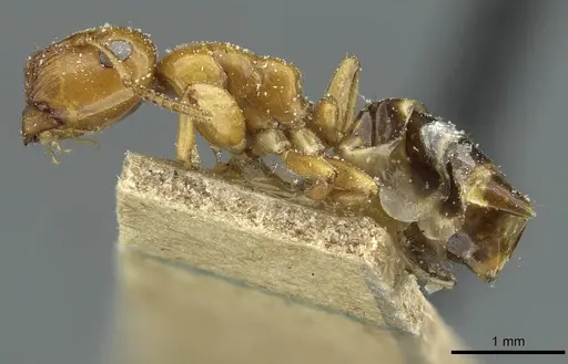 Colobopsis loa specimen CASENT0911628 image casent0911628_3