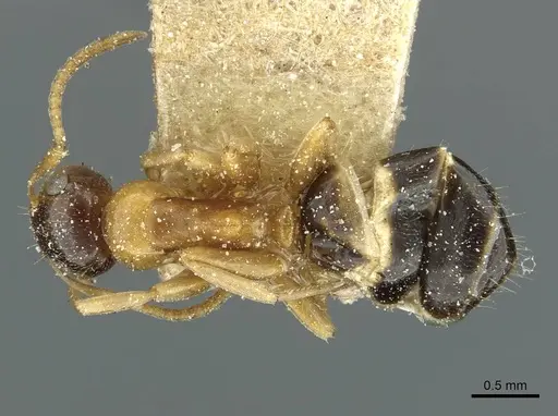 Colobopsis loa specimen CASENT0911629 image casent0911629_1