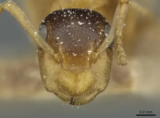 Colobopsis loa specimen CASENT0911629 image casent0911629_2