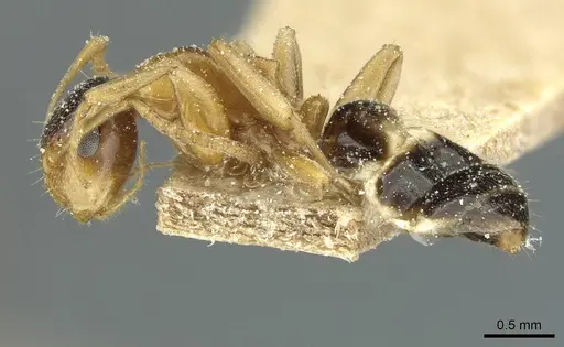 Colobopsis loa specimen CASENT0911629 image casent0911629_3