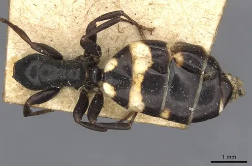 Colobopsis longi specimen CASENT0910595 image casent0910595_1