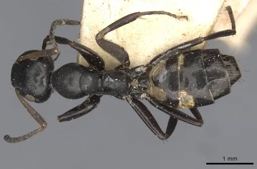 Colobopsis longi specimen CASENT0910596 image casent0910596_1