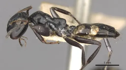 Colobopsis longi specimen CASENT0910596 image casent0910596_3