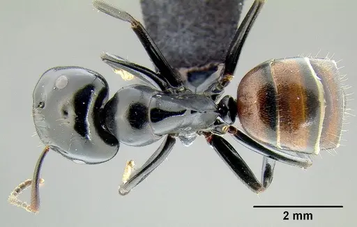Colobopsis maafui specimen CASENT0171160 image casent0171160_1