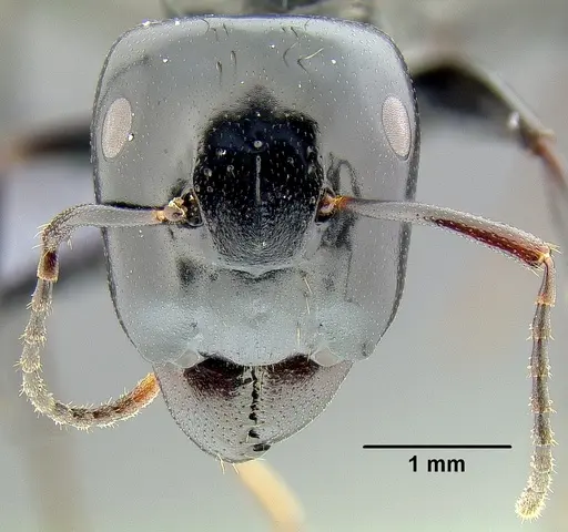 Colobopsis maafui specimen CASENT0171160 image casent0171160_2