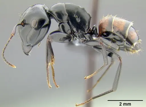 Colobopsis maafui specimen CASENT0171160 image casent0171160_4