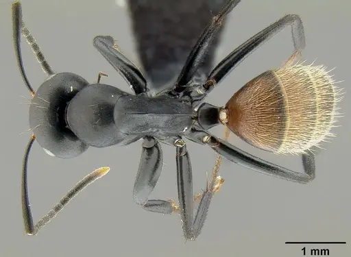 Colobopsis maafui specimen CASENT0171161 image casent0171161_1