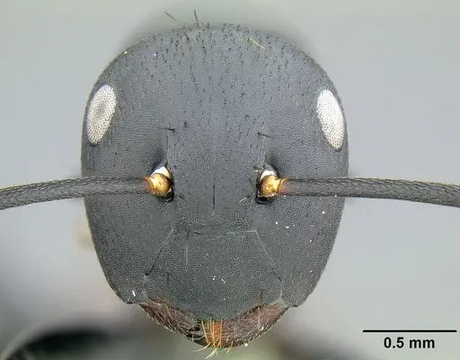 Colobopsis maafui specimen CASENT0171161 image casent0171161_2