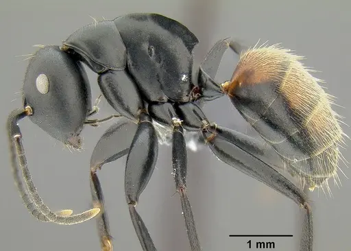 Colobopsis maafui specimen CASENT0171161 image casent0171161_4