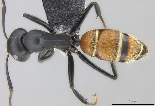 Colobopsis maafui specimen CASENT0180410 image casent0180410_1