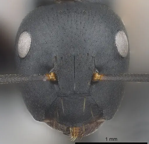 Colobopsis maafui specimen CASENT0180410 image casent0180410_2