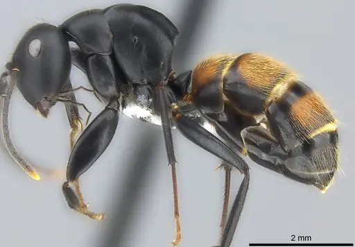Colobopsis maafui specimen CASENT0180410 image casent0180410_4