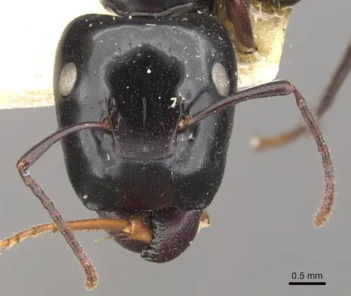 Colobopsis maafui specimen CASENT0910568 image casent0910568_2
