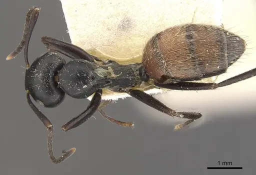 Colobopsis maafui specimen CASENT0910569 image casent0910569_1