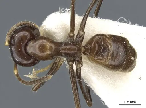 Colobopsis macarangae specimen CASENT0905899 image casent0905899_1