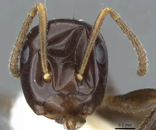 Colobopsis macarangae specimen CASENT0905899 image casent0905899_2