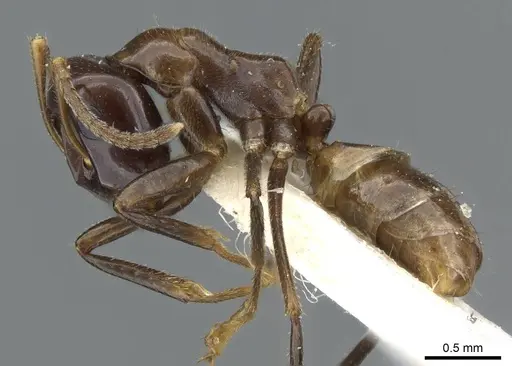 Colobopsis macarangae specimen CASENT0905899 image casent0905899_3