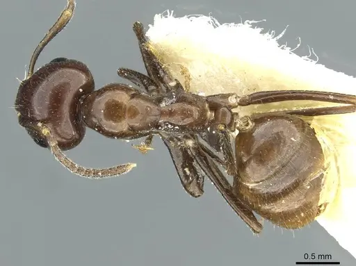 Colobopsis macarangae specimen CASENT0911637 image casent0911637_1