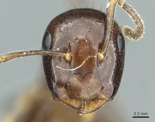 Colobopsis macarangae specimen CASENT0911637 image casent0911637_2