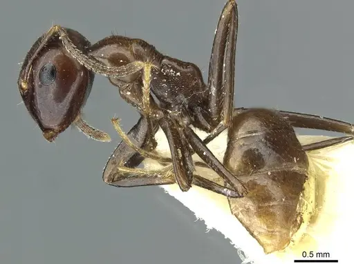Colobopsis macarangae specimen CASENT0911637 image casent0911637_3