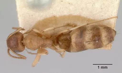 Colobopsis macrocephala specimen CASENT0172160 image casent0172160_1