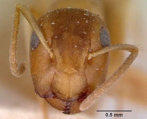 Colobopsis macrocephala specimen CASENT0172160 image casent0172160_2