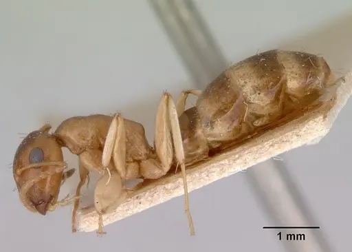 Colobopsis macrocephala specimen CASENT0172160 image casent0172160_3