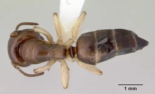 Colobopsis macrocephala specimen CASENT0172179 image casent0172179_1