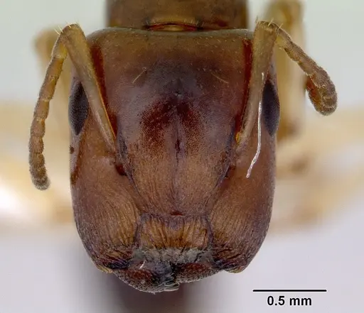 Colobopsis macrocephala specimen CASENT0172179 image casent0172179_2
