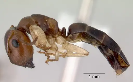 Colobopsis macrocephala specimen CASENT0172179 image casent0172179_3