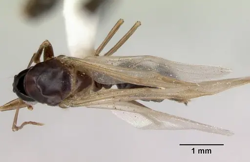 Colobopsis macrocephala specimen CASENT0172180 image casent0172180_1