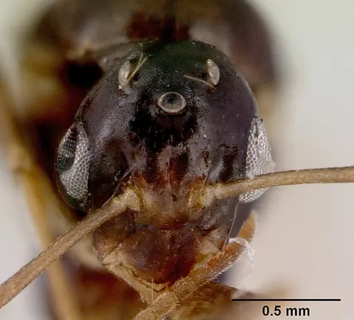 Colobopsis macrocephala specimen CASENT0172180 image casent0172180_2