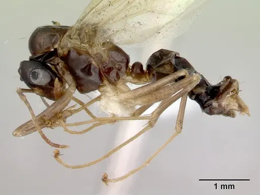 Colobopsis macrocephala specimen CASENT0172180 image casent0172180_3
