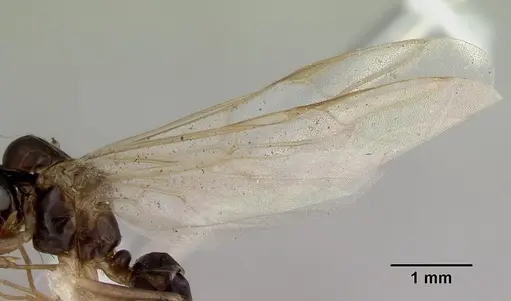 Colobopsis macrocephala specimen CASENT0172180 image casent0172180_4