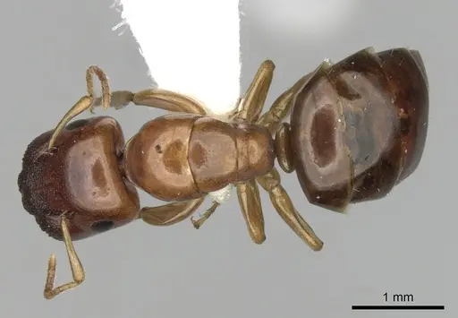 Colobopsis macrocephala specimen CASENT0280191 image casent0280191_1
