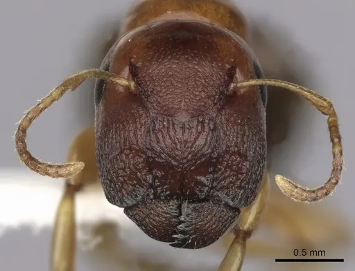 Colobopsis macrocephala specimen CASENT0280191 image casent0280191_2