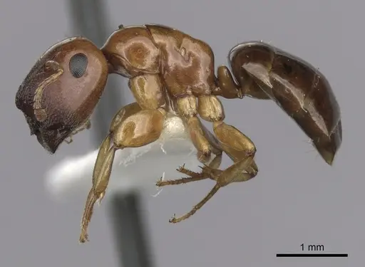 Colobopsis macrocephala specimen CASENT0280191 image casent0280191_3