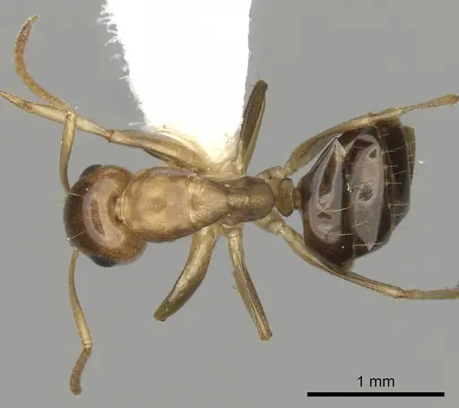 Colobopsis macrocephala specimen CASENT0280192 image casent0280192_1