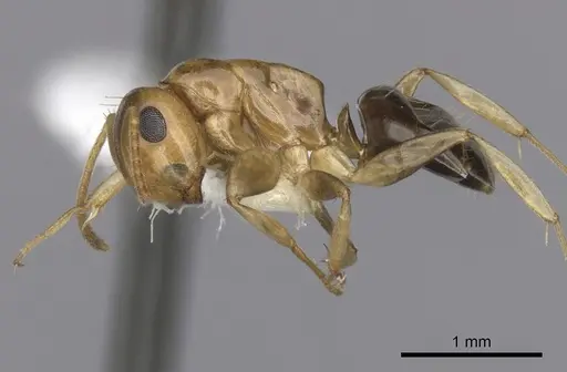 Colobopsis macrocephala specimen CASENT0280192 image casent0280192_3