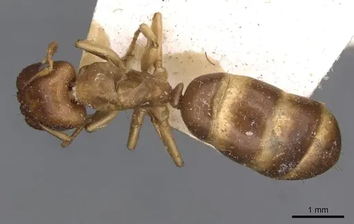 Colobopsis macrocephala specimen CASENT0910583 image casent0910583_1