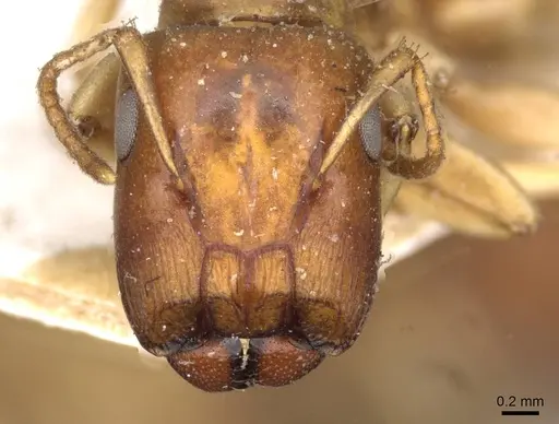Colobopsis macrocephala specimen CASENT0910583 image casent0910583_2