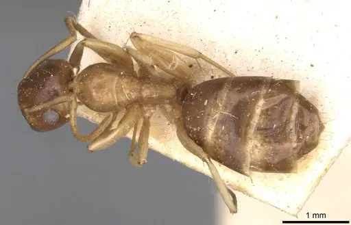 Colobopsis macrocephala specimen CASENT0910584 image casent0910584_1