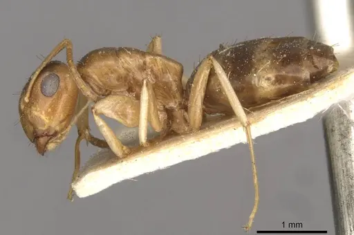 Colobopsis macrocephala specimen CASENT0910584 image casent0910584_3