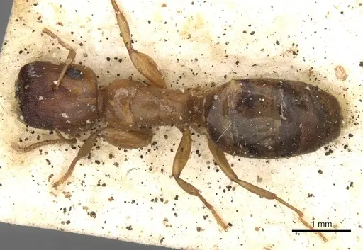 Colobopsis macrocephala specimen CASENT0910592 image casent0910592_1