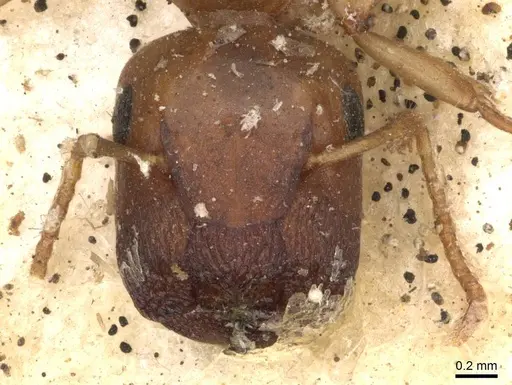 Colobopsis macrocephala specimen CASENT0910592 image casent0910592_2