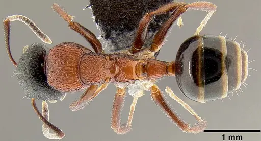 Colobopsis manni specimen CASENT0171064 image casent0171064_1