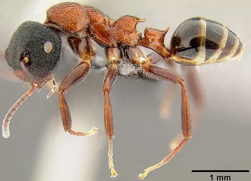 Colobopsis manni specimen CASENT0171064 image casent0171064_3