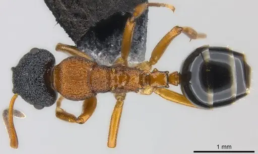 Colobopsis manni specimen CASENT0177564 image casent0177564_1