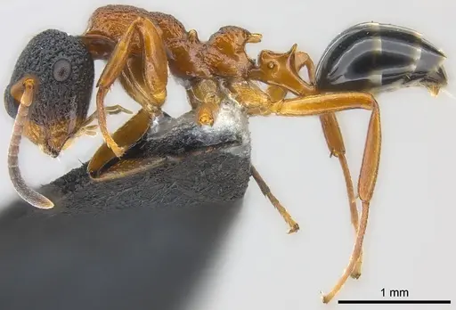 Colobopsis manni specimen CASENT0177564 image casent0177564_3