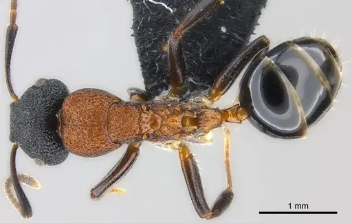 Colobopsis manni specimen CASENT0177580 image casent0177580_1